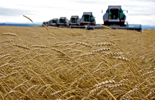 Хлеборобы Несвижского района собрали рекордный урожай зерновых