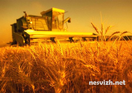 Завершается уборка зерновых в столичном регионе